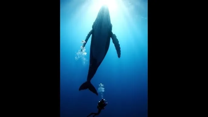 亂倫 - 深蓝星球：探索海洋深处的未知世界